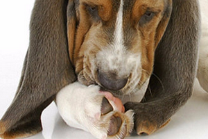 dog paws problems