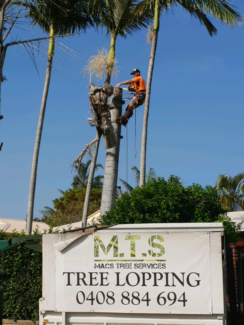Tree Lopping Logan