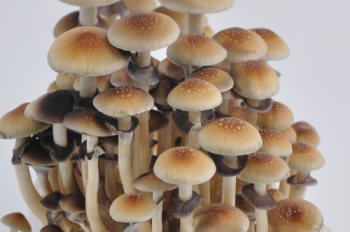psychedelics drugs