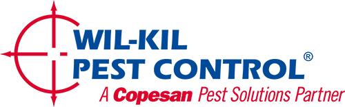 Pest Control Southend