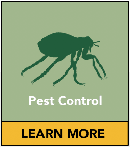 Pest Control Bromley