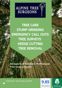 Tree Surgeons Essex