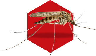 Pest Control Colchester
