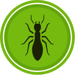 Pest control southend