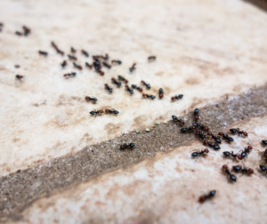 pest control hertfordshire