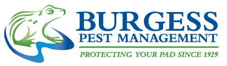 pest control Hornchurch